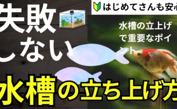 【完全版】アクアリウムの「立ち上げ」全手順を徹底解説！初心者でも失敗しない水槽の始め方