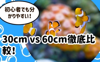 初心者が選ぶべき水槽サイズは？30cm vs 60cm徹底比較！【プロが教える本当に簡単なのはどっち？】