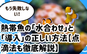 もう失敗しない！熱帯魚の「水合わせ」と「導入」の正しい方法【点滴法も徹底解説】