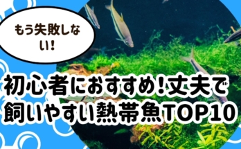 初心者におすすめ！丈夫で飼いやすい熱帯魚TOP10【プロが厳選】避けるべき魚5選も解説